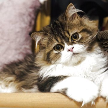 スコティッシュフォールド(立ち耳)【福岡県・男の子・2025年6月3日・ブラウンタビー&ホワイト（ロング）】の写真「とにかく甘えん坊♡可愛くてたまりません🎶」