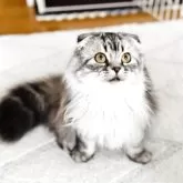 スコティッシュフォールド(折れ耳)