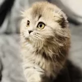 スコティッシュフォールド(折れ耳)