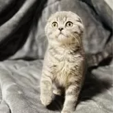 スコティッシュフォールド(折れ耳)