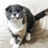 スコティッシュフォールド(折れ耳)