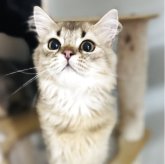 ミックス