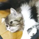 スコティッシュフォールド(立ち耳)