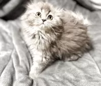 スコティッシュフォールド(折れ耳)【福岡県・女の子・2025年7月24日・ブルータビー】の写真2