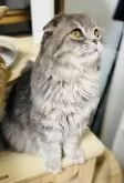 ミックス【福岡県・男の子・2024年6月3日・ブルー】の写真2