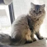 スコティッシュフォールド(立ち耳)【福岡県・女の子・2025年4月18日・ブラウンタビー】の写真2