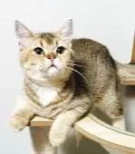 スコティッシュフォールド(立ち耳)【福岡県・女の子・2025年4月15日・ゴールデン】の写真3