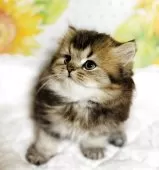 スコティッシュフォールド(立ち耳)【福岡県・女の子・2025年4月18日・ブラウンタビー】の写真3