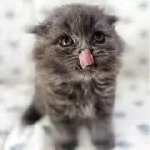 スコティッシュフォールド(折れ耳)【福岡県・女の子・2025年6月3日・ブルー】の写真3