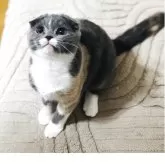 スコティッシュフォールド(折れ耳)【福岡県・女の子・2025年7月10日・ブルークリーム&ホワイト】の写真3