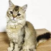 ミックス【福岡県・男の子・2025年4月9日・ゴールデン】の写真3