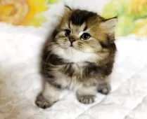 スコティッシュフォールド(立ち耳)【福岡県・女の子・2025年4月18日・ブラウンタビー】の写真4