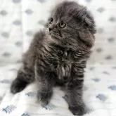 スコティッシュフォールド(折れ耳)【福岡県・女の子・2025年6月3日・ブルー】の写真4