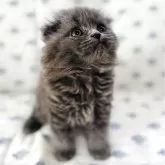 スコティッシュフォールド(折れ耳)【福岡県・女の子・2025年6月3日・ブルー】の写真5