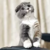 スコティッシュフォールド(折れ耳)【福岡県・女の子・2025年7月10日・ブルークリーム&ホワイト】の写真5