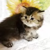 スコティッシュフォールド(立ち耳)【福岡県・女の子・2025年4月18日・ブラウンタビー】の写真5