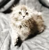 スコティッシュフォールド(折れ耳)【福岡県・女の子・2025年7月24日・ブルータビー】の写真6