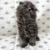 スコティッシュフォールド(折れ耳)【福岡県・女の子・2025年6月3日・ブルー】の写真6