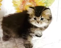 スコティッシュフォールド(立ち耳)【福岡県・女の子・2025年4月18日・ブラウンタビー】の写真8