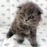 スコティッシュフォールド(折れ耳)【福岡県・女の子・2025年6月3日・ブルー】の写真8