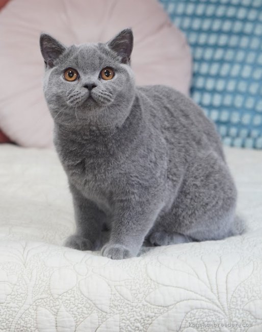 ＜母猫のルンルンルル＞TICA RW QGC｜西村　真弓(にしむら　まゆみ)ブリーダー(滋賀県・ブリティッシュショートヘアなど・ALL JAPAN CATCLUB登録)の紹介写真10