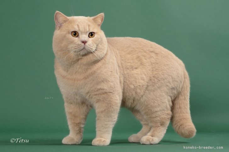 ＜父猫のエクスカリバー＞　TICA LA IW RW  SGC｜西村　真弓(にしむら　まゆみ)ブリーダー(滋賀県・ブリティッシュショートヘアなど・ALL JAPAN CATCLUB登録)の紹介写真1