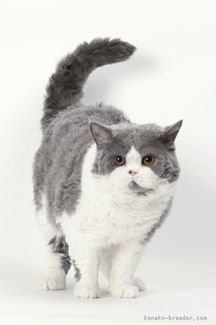 西村　真弓(にしむら　まゆみ)ブリーダー(滋賀県・ブリティッシュショートヘアなど・ALL JAPAN CATCLUB登録)の紹介写真5