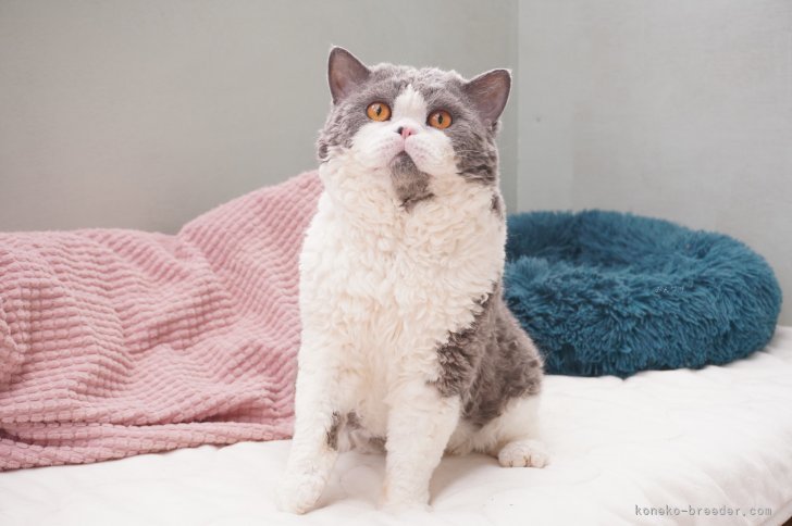 ＜父猫のナルト＞TICA IW SGC 2023-2024 アジアBest｜西村　真弓(にしむら　まゆみ)ブリーダー(滋賀県・ブリティッシュショートヘアなど・ALL JAPAN CATCLUB登録)の紹介写真5