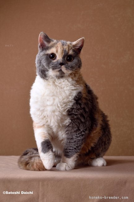 ＜母猫のマーガレット＞TICA RW SGC 2021-2022 アジアBest Kitten　｜西村　真弓(にしむら　まゆみ)ブリーダー(滋賀県・ブリティッシュショートヘアなど・ALL JAPAN CATCLUB登録)の紹介写真8