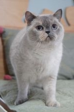 ブリティッシュショートヘア【・女の子・2019年5月29日・ブルートーティーポイント】