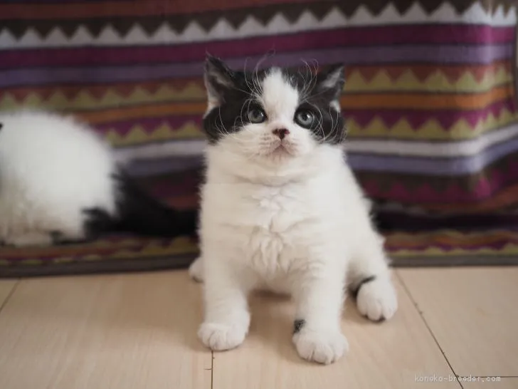 ID：2005-00690の子猫