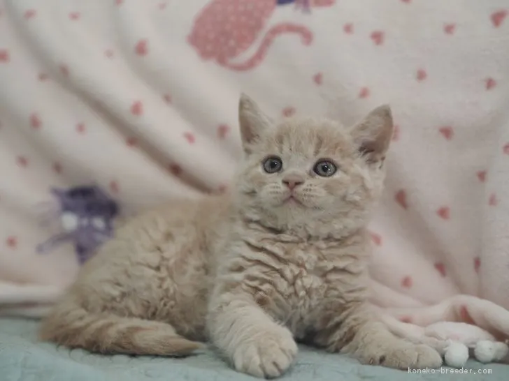 ID：1907-00980の子猫