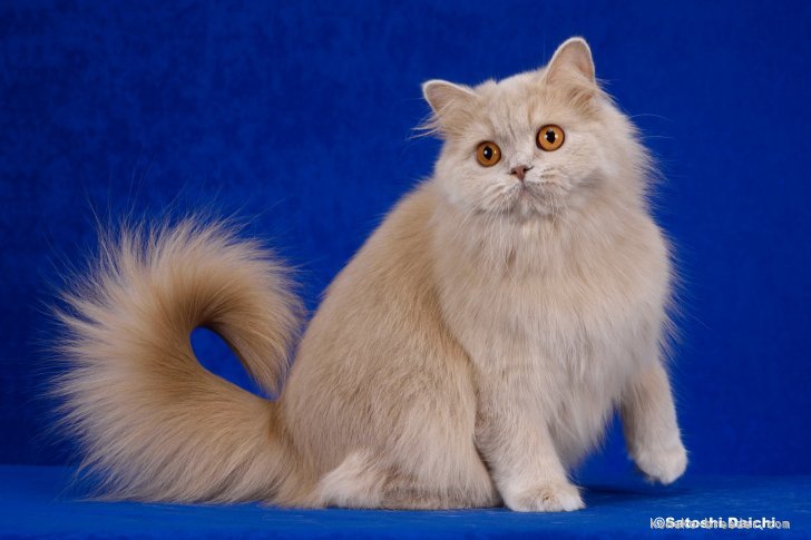 ブリティッシュロングヘア【・女の子・2022年1月20日・フォーントーティー】「2023/3/5撮影」