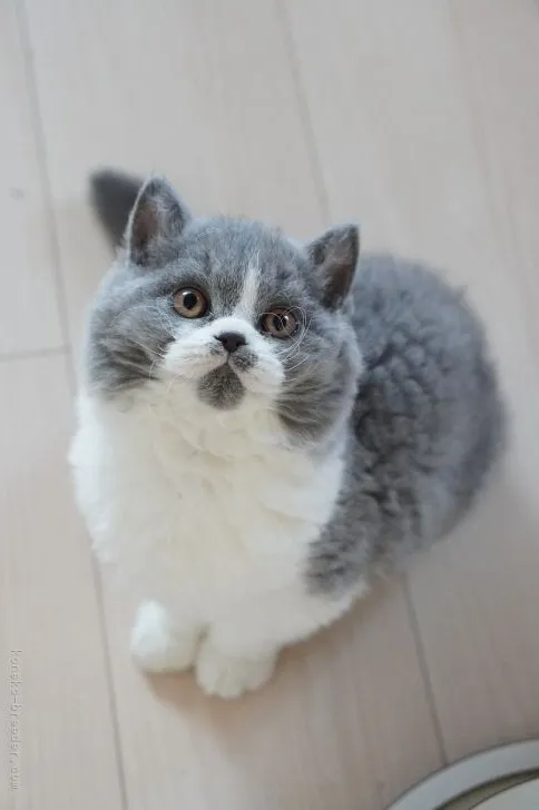 ID：2202-00017の子猫