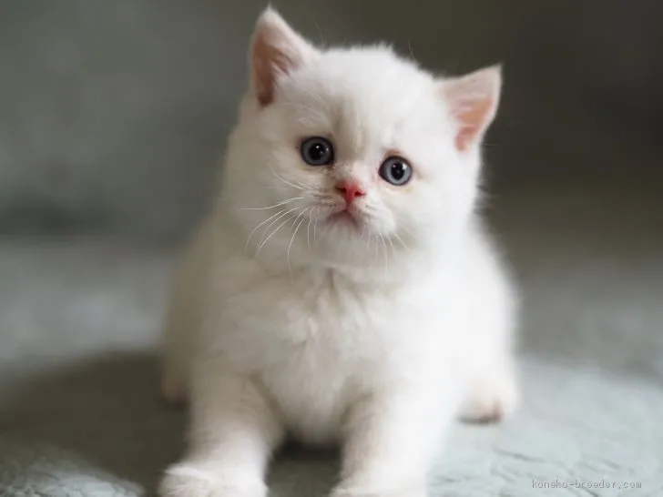 ID：1907-01054の子猫