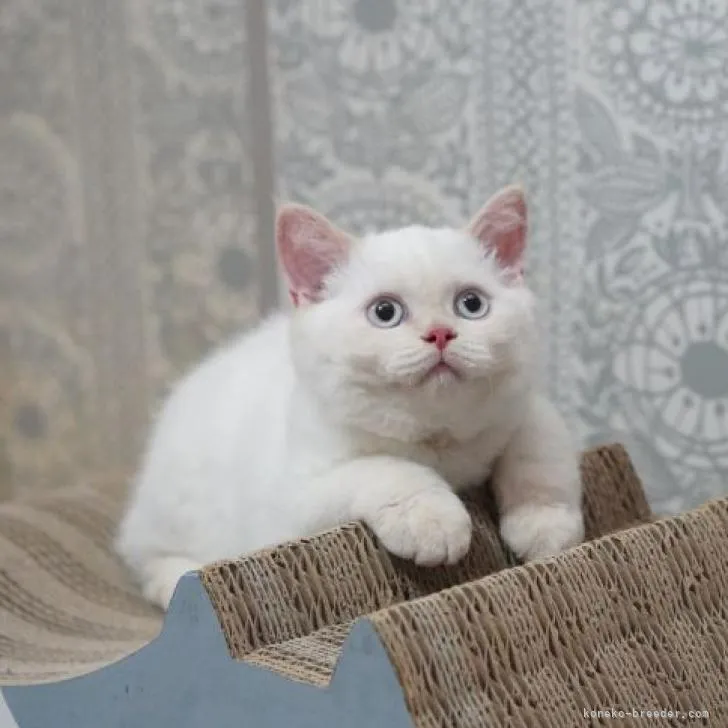 セルカークレックス【滋賀県・女の子・2022年4月4日・クリームポイント】の写真1「7/13撮影」