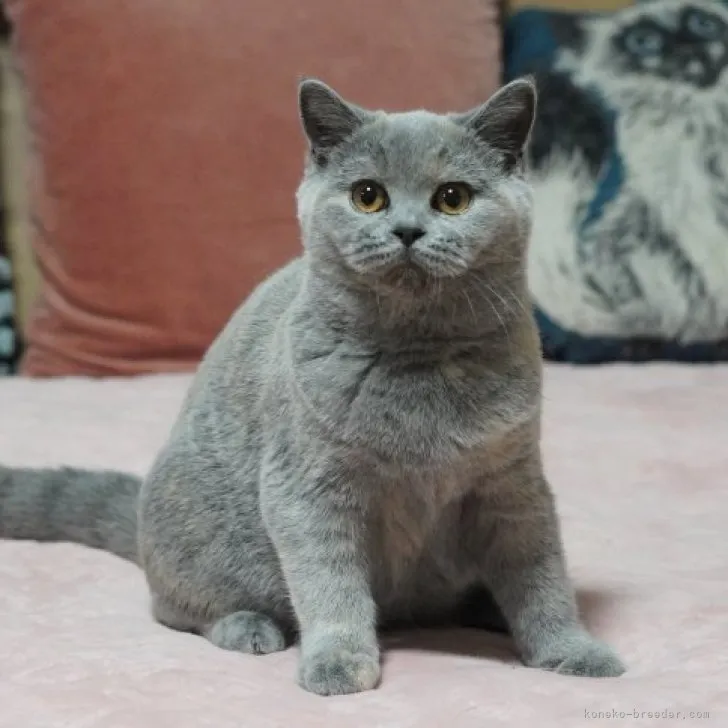 ID：2310-00570の子猫