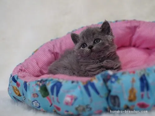 ID：1904-02049の子猫