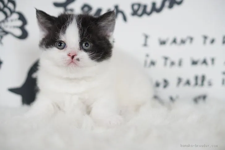 ID:2102-01629の子猫