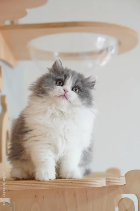 ID：2203-01068の子猫