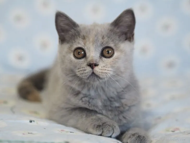 ID：1807-01402の子猫