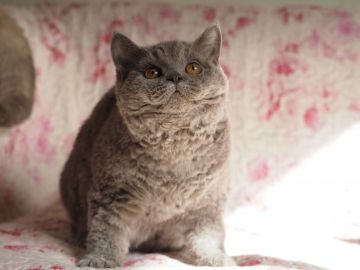 セルカークレックス【滋賀県・男の子・2019年5月31日・ライラック（巻き毛）】の写真「もこもこ巻き毛の男の子♡」