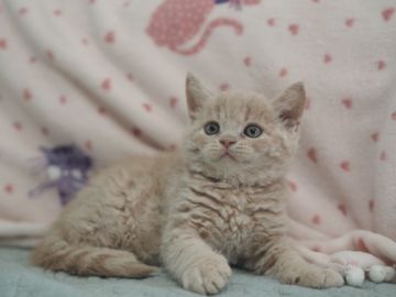 セルカークレックス【滋賀県・男の子・2019年5月31日・クリーム（巻き毛）】の写真「巻き毛のきれいな男の子♡」