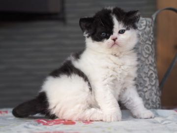 セルカークレックス【滋賀県・男の子・2020年3月6日・ブラック&ホワイト（ショートヘア　巻き毛）】の写真「ふわもこオメメが大きな男の子♡」