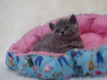 セルカークレックス【滋賀県・女の子・2019年3月29日・ブルー（巻毛）】の写真「ぬいぐるみのような可愛い子」