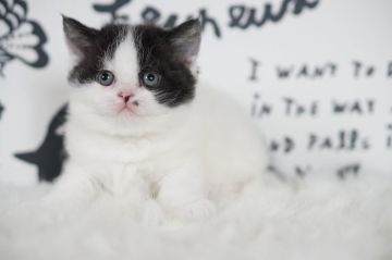 セルカークレックス【滋賀県・女の子・2021年1月31日・ブラック&ホワイト（巻き毛）】の写真「♡可愛い巻き毛の女の子♡」