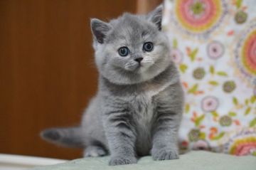 ブリティッシュショートヘア【滋賀県・女の子・2021年4月26日・ブルートーティー】の写真「むちころの女の子♡」