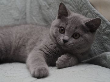 ブリティッシュショートヘア【滋賀県・男の子・2019年4月22日・ブルー】の写真「ライトブルーの男の子♡」