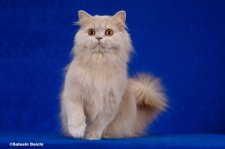 ブリティッシュロングヘア【・女の子・2022年1月20日・フォーントーティー】「2023/3/5撮影」