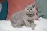 ブリティッシュショートヘア【滋賀県・男の子・2024年8月16日・】の写真2